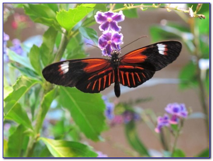 Audubon butterfly garden and insectarium coupons