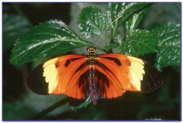 Audubon butterfly garden and insectarium coupons