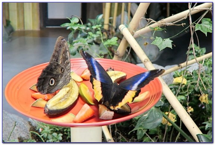 Audubon butterfly garden and insectarium coupons