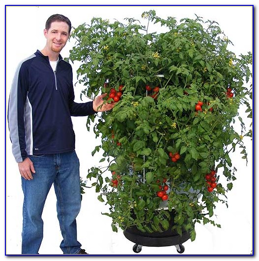 Juice Plus Tower Garden Youtube Juice Plus Tower Garden Youtube