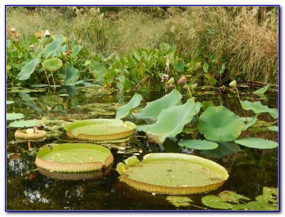 San antonio botanical gardens discount coupons