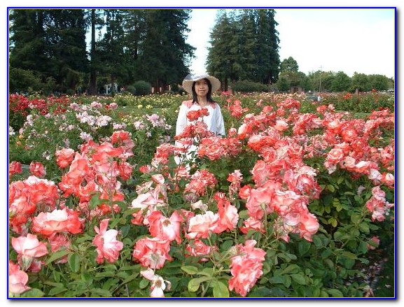 Rose Garden San Jose Wikipedia Rose Garden San Jose Wikipedia