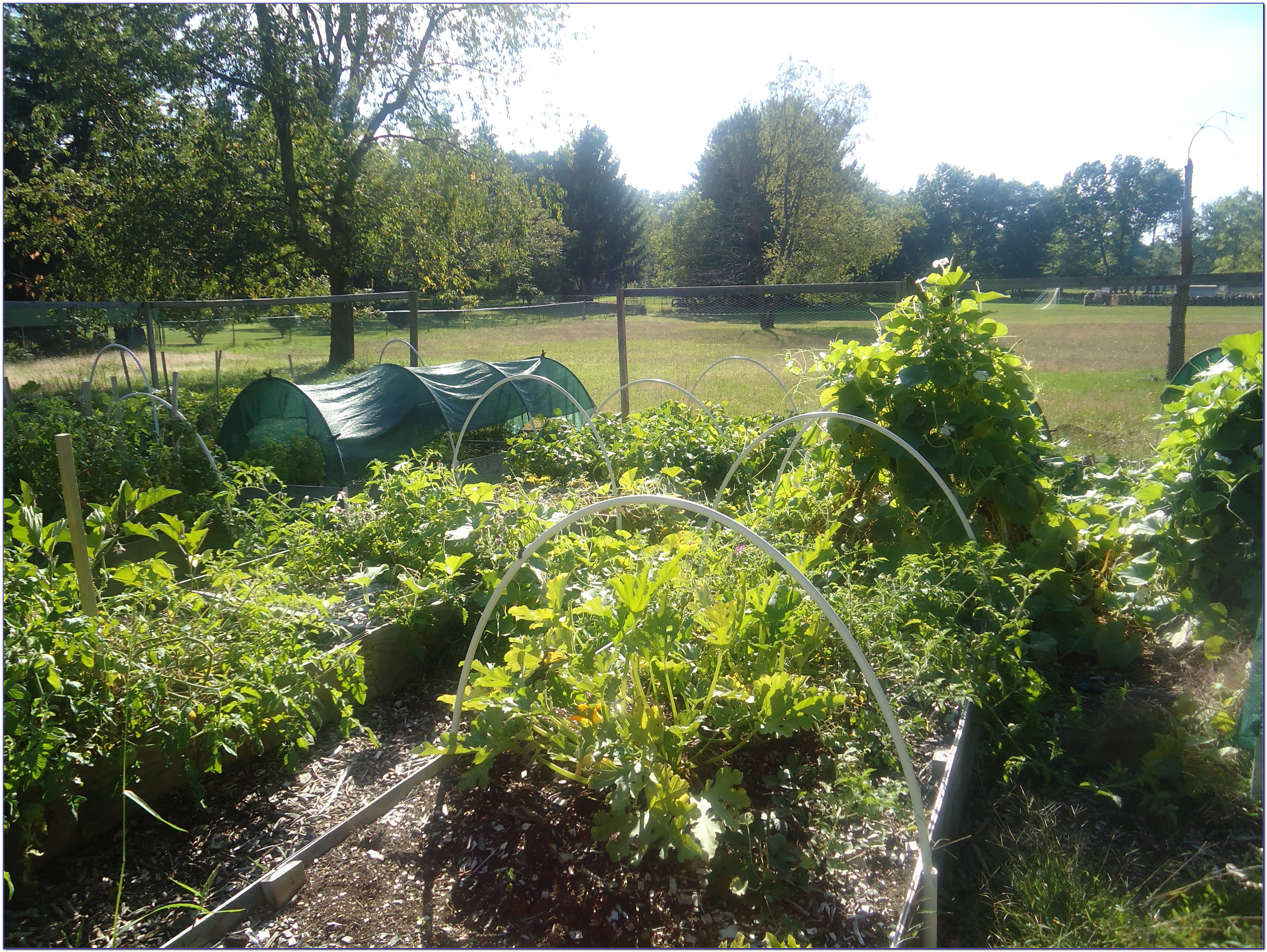 Square Foot Gardening Spacing Romaine Lettuce - Garden ...