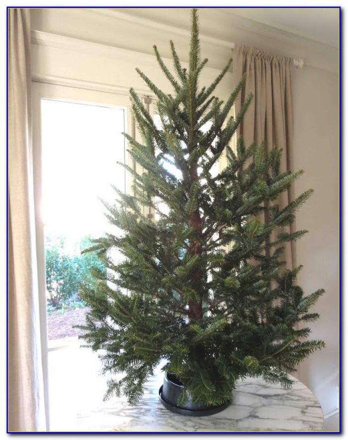 live tabletop christmas tree amazon tabletop home live tabletop christmas tree amazon tabletop home