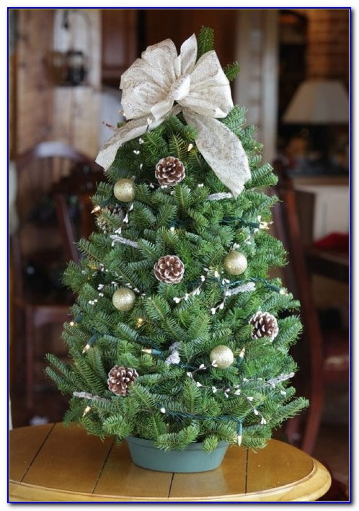 Live Pre Lit Tabletop Christmas Trees Live Pre Lit Tabletop Christmas Trees