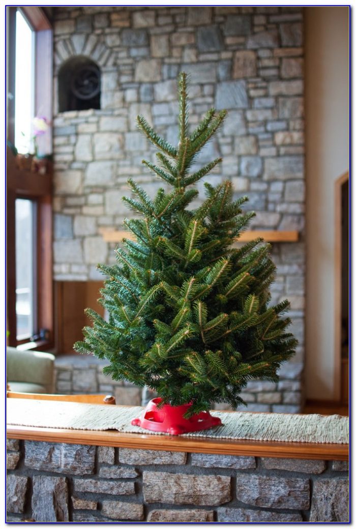 Live Decorated Tabletop Christmas Trees Live Decorated Tabletop Christmas Trees