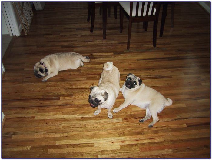 hardwood floors for dogs flooring home design ideas wlnxg5ylp590943 hardwood floors for dogs flooring home design ideas wlnxg5ylp590943